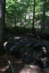 Trees growing in forest