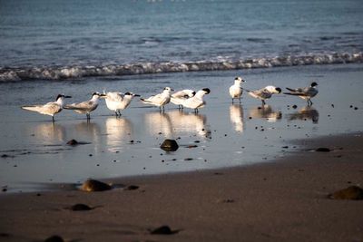 Flock of birds on beach