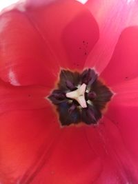 Close-up of pink flower