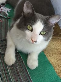 Close-up portrait of cat