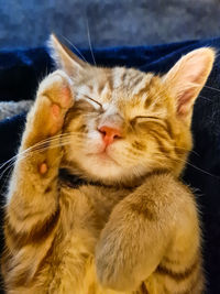 Close-up of a sleeping cat