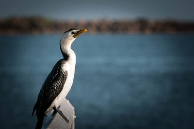 Close-up of gray heron perching by sea against sky