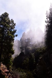 Scenic view of forest against sky