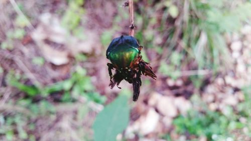 Close-up of insect