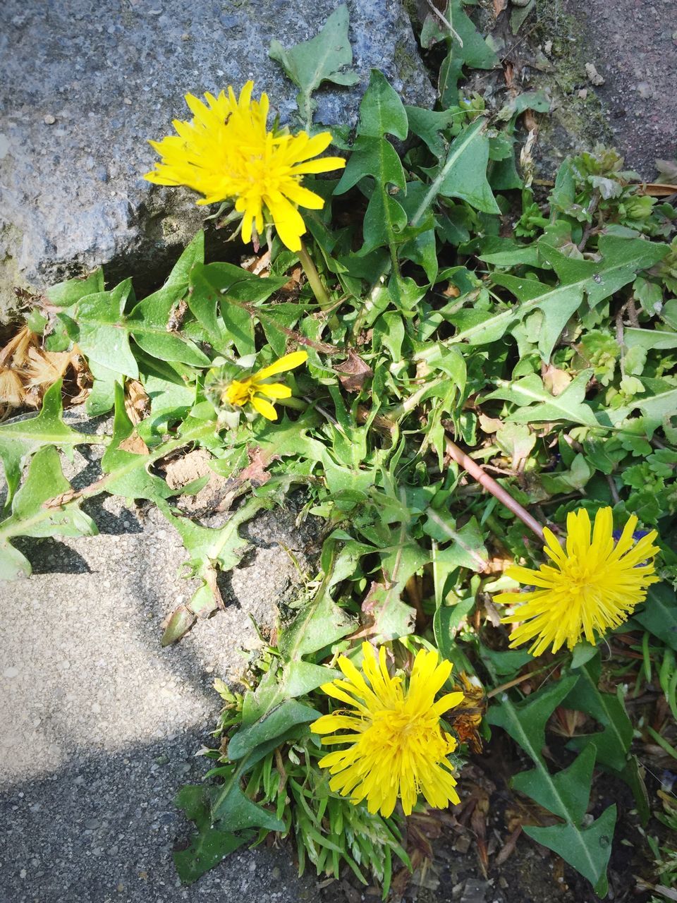 flower, yellow, freshness, fragility, growth, plant, petal, leaf, beauty in nature, flower head, high angle view, nature, blooming, in bloom, green color, close-up, day, outdoors, blossom, field