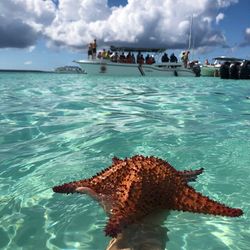 View of turtle swimming in sea