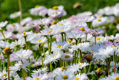 Group of daisies or bellis perennis white and pink flowers in direct sunlight, in a sunny garden