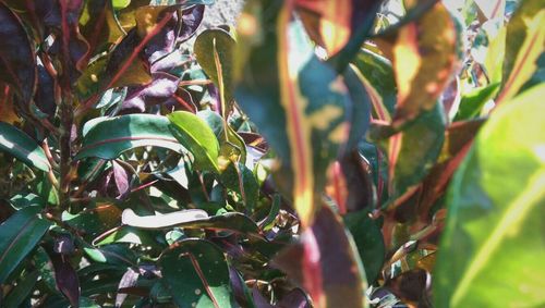 Close-up of green leaves