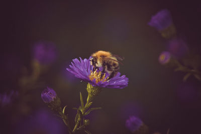 Close-up of bee on purple flower