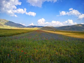 Scenic view of grassy field against sky