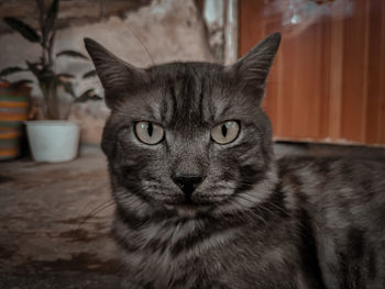 Close-up portrait of cat at home