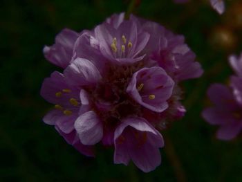 Close-up of purple flowers blooming outdoors