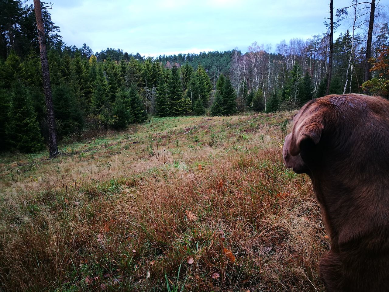 tree, nature, one animal, mammal, sky, domestic animals, one person, day, growth, outdoors, landscape, men, real people, scenics, pets, beauty in nature, grass, people