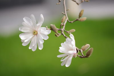 Close-up of white flowers