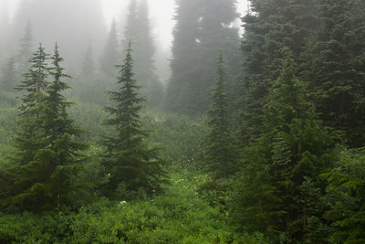 Pine trees in forest