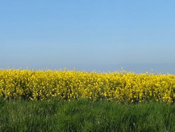 Yellow flowers growing on field against sky