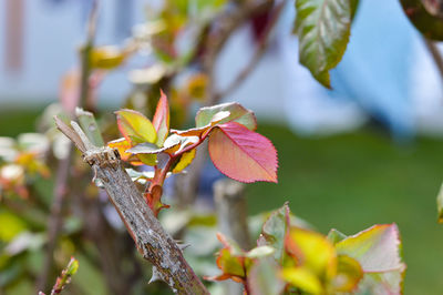 Close-up of purple flowering plant leaves