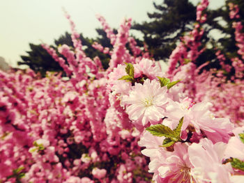 Close-up of pink flowers on tree