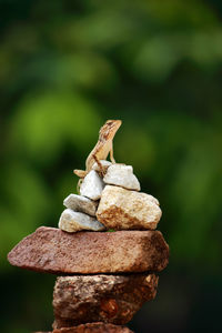 Close-up of lizard on rock