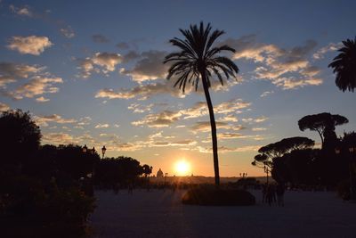 Palm trees at sunset