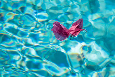 Close-up of red leaf floating on swimming pool