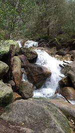 River flowing through forest
