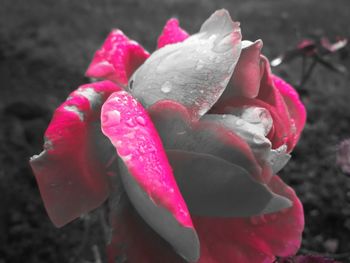 Close-up of wet pink rose blooming outdoors