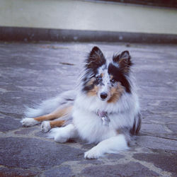 Portrait of dog sitting on sidewalk in city