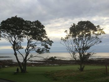 Tree on field by sea against sky