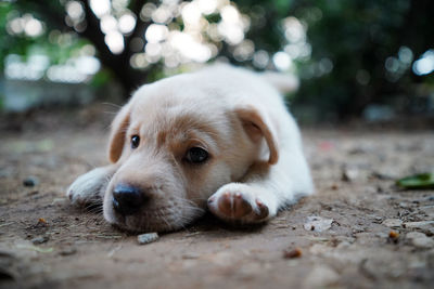 Close-up portrait of dog lying on field