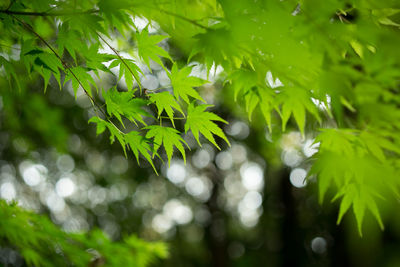 Close-up of plant growing in forest