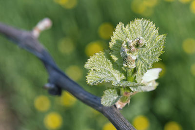 Close-up of flowering plant