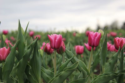 Close-up of pink tulips on field