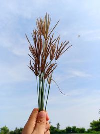 Close-up of hand holding plant against sky