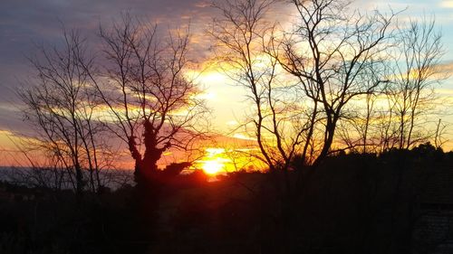 Silhouette of trees at sunset