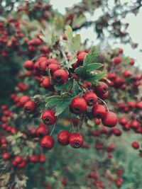 Close-up of red berries growing on tree