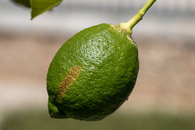 Close-up of lime