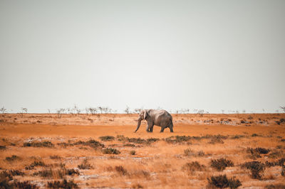 A lone elephant in the african savannah in namibia.