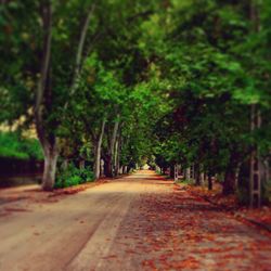 Empty road passing through forest