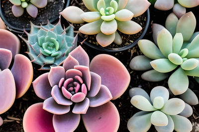 Full frame shot of colorful flowers