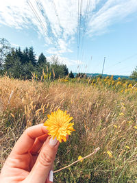 Cropped hand holding yellow flowering plant on field