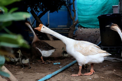 View of birds eating