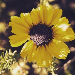 Close-up of yellow flower blooming outdoors