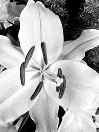 Close-up of flowers blooming outdoors