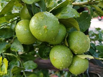 Close-up of fruit