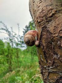 Close-up of snail on tree trunk