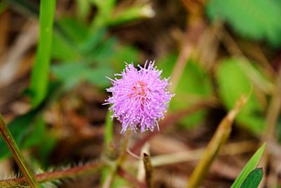 Close-up of honey bee on flower