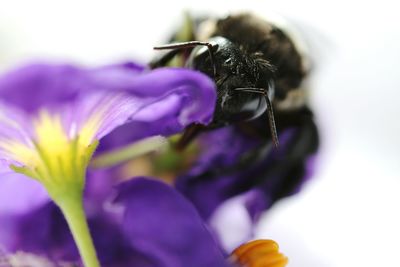 Close-up of bee on purple flower