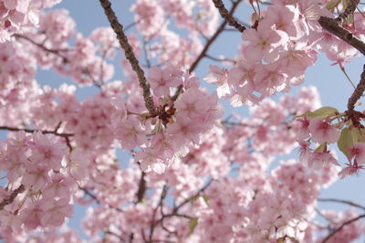 Close-up of cherry blossom