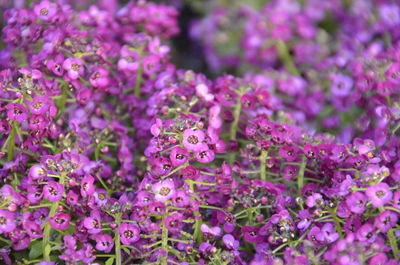 Close-up of purple flowering plants